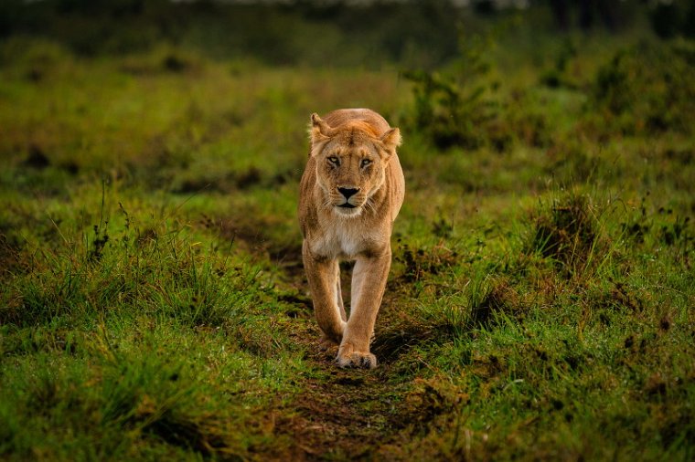 142 Masai Mara, leeuw.jpg